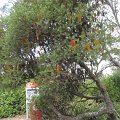IMG_3347